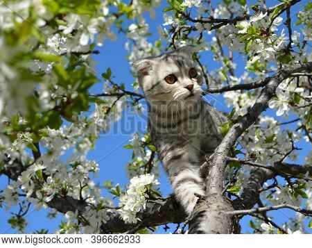 A Grey Cat Of The British Lop-ear (scottish-fold) Breed Sits On A Flowering Plum Tree. Pet. The Spri
