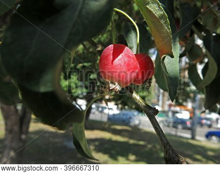 Pair Of Pink Plumleaf Crab Apples Among The Green Leaves In The Tree. Autumn Sunny Weather. Ukraine