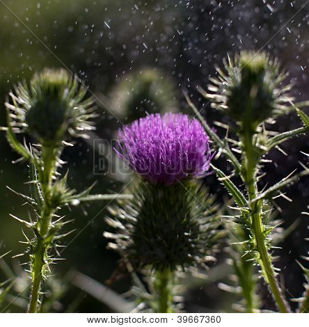 Scotch Thistle