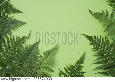 Fern Leaves Form A Frame Around The Green Background. Place For Copy Space