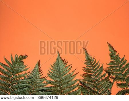 Fern Leaves On An Orange Background Below . A Place For The Space Mine. Vertical Orientation