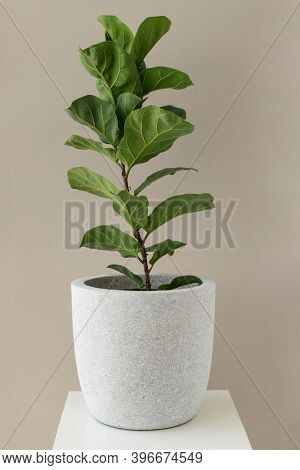 Fiddle-leaf fig plant in a white pot