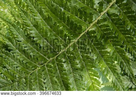 Fern Leaf Close-up, Lying Diagonally.botanical Background. Horizontal Orientation