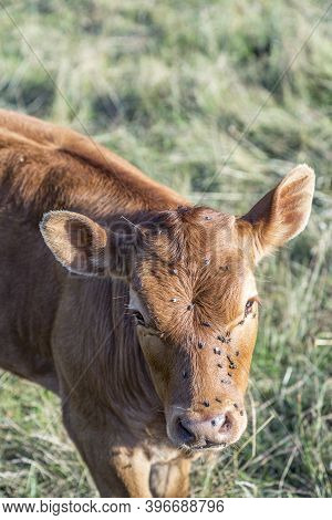 Young Cute Calf Mith Flies Grazing At The Meadow