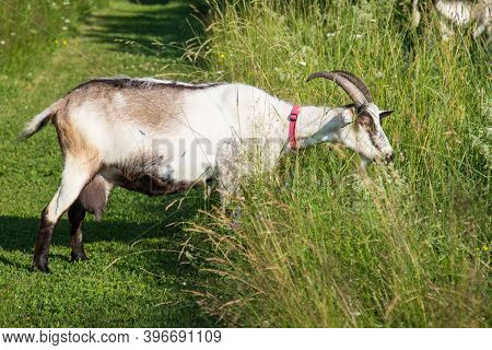 A Milch Goat Grazes In A Meadow And Eats Grass