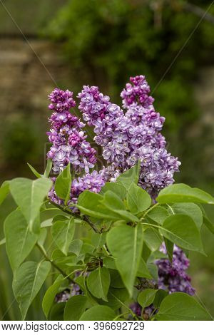 Beautiful Branch Of Spring Lilac Close-up, Selective Focus.