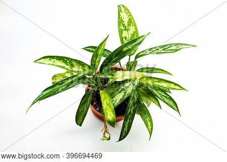 Green Houseplant  On Plastic Pot ( Dieffenbachia) Isolated On White Background.