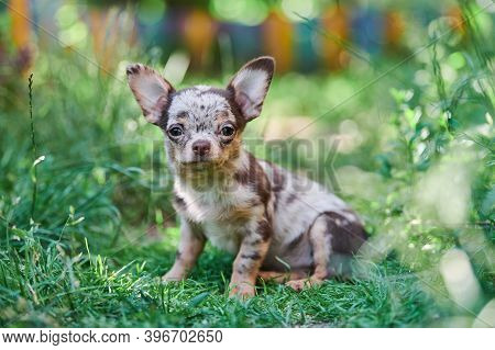 Chihuahua Puppy, Little Dog In Garden. Cute Small Doggy On Grass. Short Haired Chihuahua Breed.