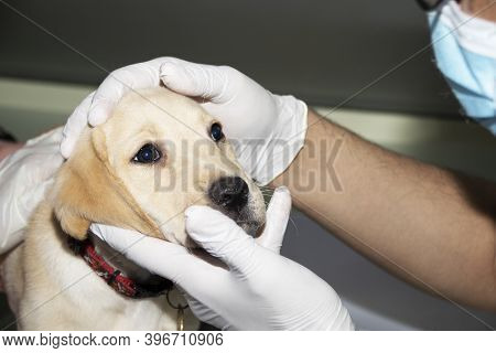 A Veterinarian Examines A Labrador Puppy's Eye During A Medical Checkup