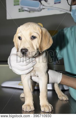 A Veterinarian Examines A Labrador Puppy's Heart And Lungs During A Medical Checkup