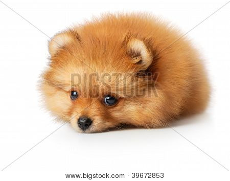 Üzgün spitz köpek yavrusu