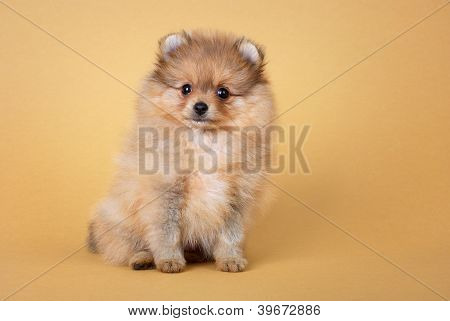 Pomeranian spitz köpek yavrusu