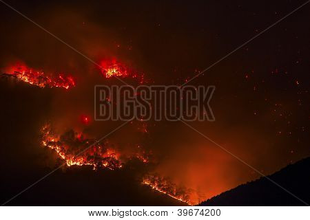 Fire in the forest