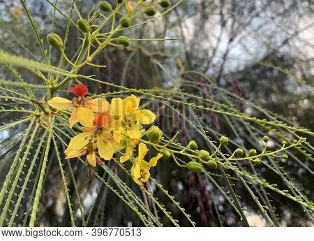 Parkinsonia Tree (lat.parkinsonia Aculeata) Blooming With Yellow Flowers