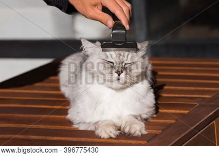 Man Combing His Lovely Grey Cat With Furminatoror Grooming Tool. Pet Care, Grooming. Cat Loves Being