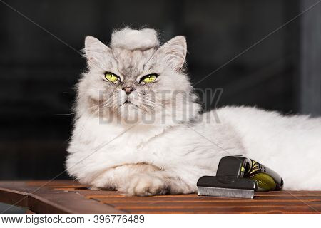 Combing Funny Grey Cat With Furminatoror Or Grooming Tool. Pet Care, Grooming. Kitty With A Pile Of 