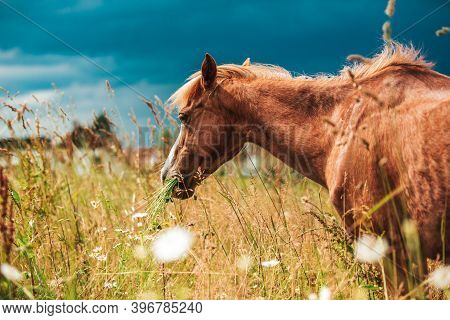 Young Mini Pony Horse On A Green Meadow