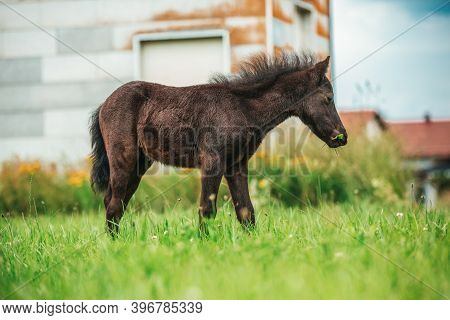 Young Mini Pony Horse On A Green Meadow