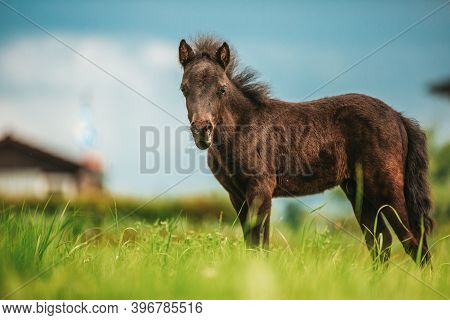 Young Mini Pony Horse On A Green Meadow