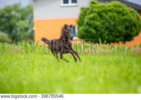 Young Mini Pony Horse On A Green Meadow
