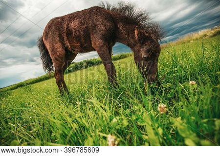 Young Mini Pony Horse On A Green Meadow