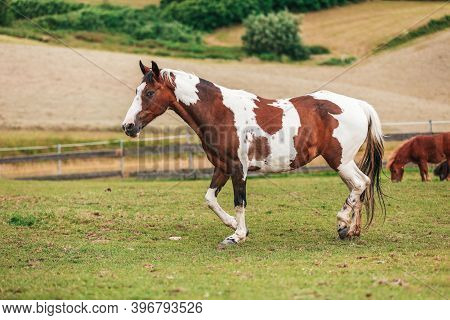 Portrait Of A Criollo Horse At A Meadow