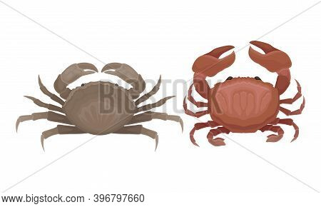 Different Crabs As Decapod Crustaceans With Claws Vector Set