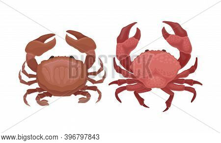 Tropical Crabs As Decapod Crustaceans With Claws Vector Set