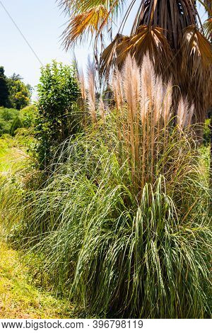 Pampas Grass Or Cortaderia Selloana Or Cortaderia Cello Or Cortaderia Dioecious In Natural Decoratio