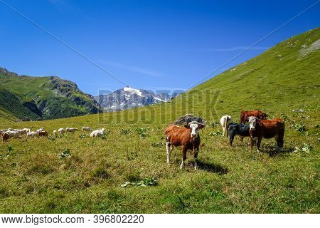 Cows In Alpine Pasture, Pralognan La Vanoise, French Alps