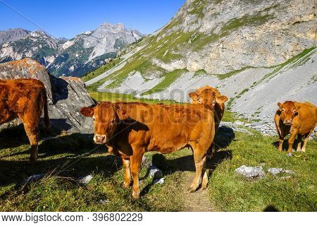 Cows In Alpine Pasture, Pralognan La Vanoise, French Alps