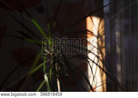 Indoor Plant. The Palm Tree Grows At Home. Plant In A Dark Room. Home Plant Care.