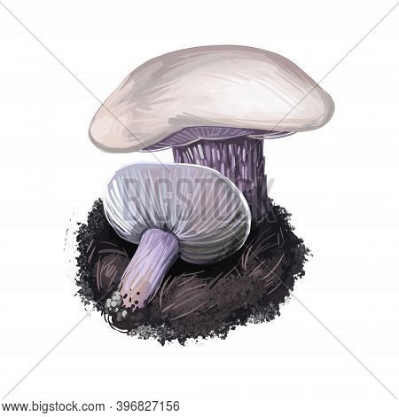 Lepista Personata Digital Art Illustration. Clitocybe Saeva Mushroom Watercolor Print Realistic Draw