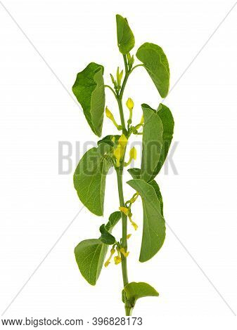 Birthwort Plant With Flowers Isolated On White Background. Aristolochia Clematitis