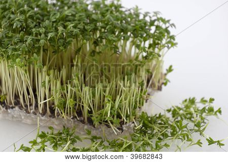 Schneiden Sie teilweise Kresse