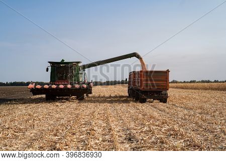 Harvesting Ripe Dry Corn In The Field With A Green Harvester