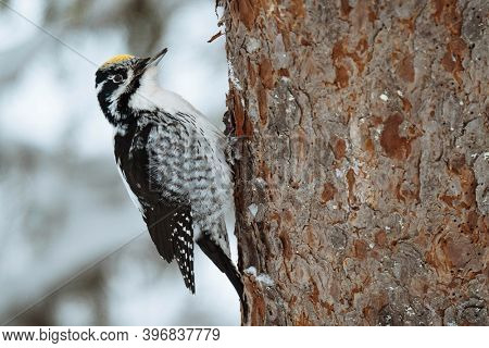 Three-toed Woodpecker bird on a tree in Oulanka National Park, Finland