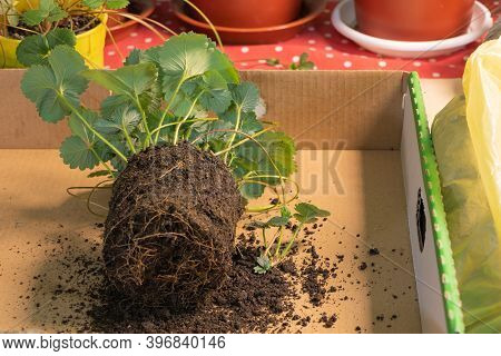In Process Of Repotting Strawberries. Growing Strawberries Indoor At Home Concept