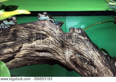Trachycephalus Resinifictrix Is Species Of Tailless Amphibians From Tree Frog Family (hylidae).
