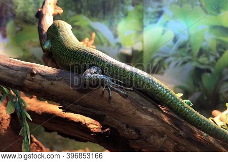 Skinks (scincidae) Are Family Of Lizards. Lamprolepis Smaragdina. Emerald Skink Backview