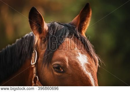 Portrait Of A Beautiful Bay Horse With A Halter On Its Muzzle, With Dark Fluffy Ears And Long Dark B