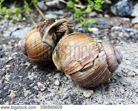 Small Garden Snail In Shell Crawling On Wet Road, Slug Hurry Home. Snail Slug Consist Of Edible Tast