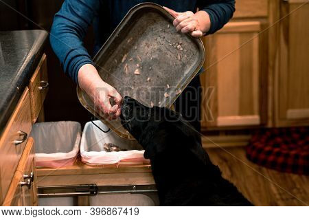 Woman Feeds Table Scraps Of A Thanksgiving Turkey, To A Black Labrador Retriever Dog