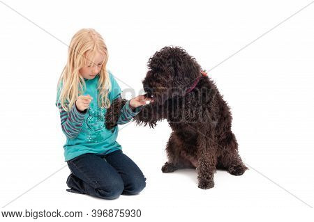 A Black Labradoodle Begging A Young Blonde Girl For A Treat On A White Studio Background.
