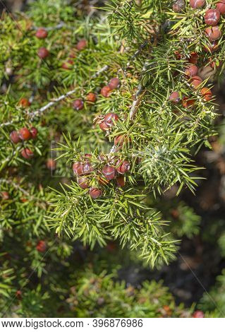 Leaves And Mature Cones Of Juniper (juniperus Oxycedrus). Close-up Of Juniper Branch With Orange-red