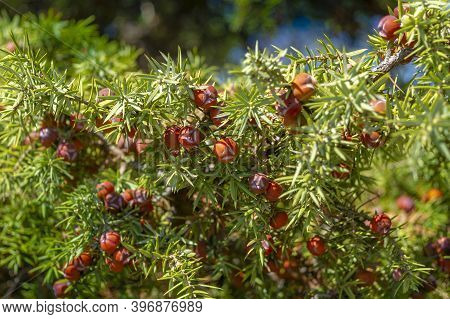 Leaves And Mature Cones Of Juniper (juniperus Oxycedrus). Close-up Of Juniper Branch With Orange-red