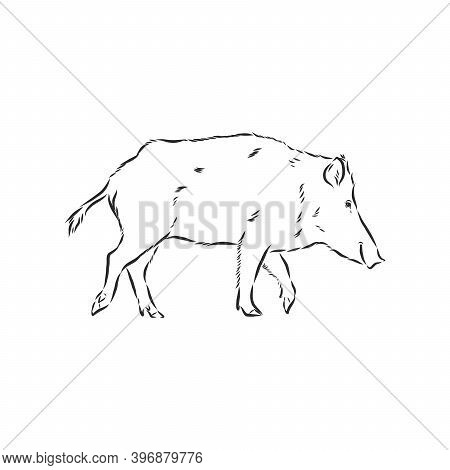 Sketch Grunge Wild Boar In The Profile.stock Vector Illustration., Wild Boar Vector Sketch Illustrat