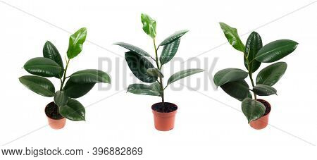 Pipal. Rubber Plant Leaves on white background. Ficus plant