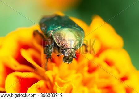 Jacket Of Roses Or Green Roses (cetonia Aurata) In The Palm Of Your Hand