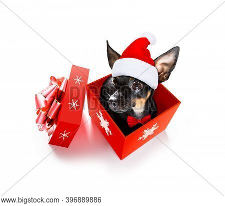 Christmas Santa Claus Praguer Ratter Dog As A Holiday Season Surprise Out Of A Gift Or Present Box  